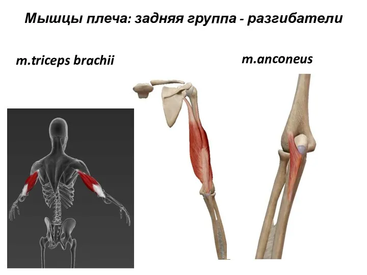 m.triceps brachii Мышцы плеча: задняя группа - разгибатели m.anconeus