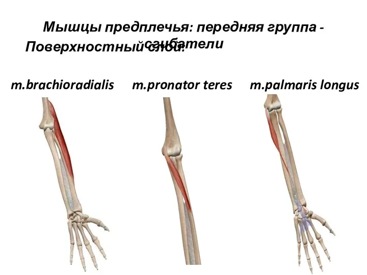 m.brachioradialis Мышцы предплечья: передняя группа - сгибатели Поверхностный слой: m.pronator teres m.palmaris longus