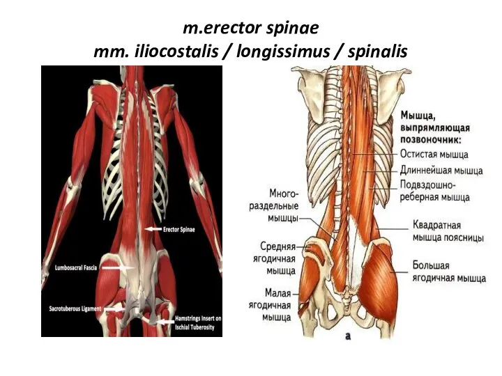 m.erector spinae mm. iliocostalis / longissimus / spinalis