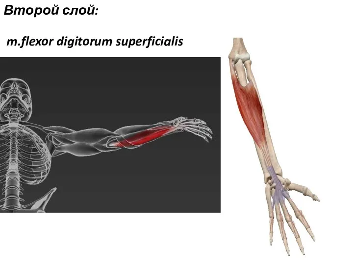 m.flexor digitorum superficialis Второй слой: