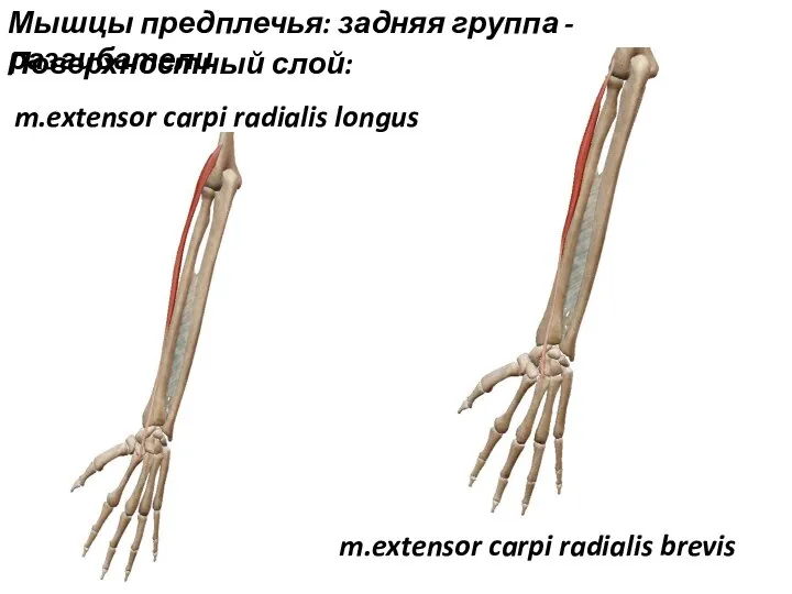 m.extensor carpi radialis longus Мышцы предплечья: задняя группа - разгибатели Поверхностный слой: m.extensor carpi radialis brevis