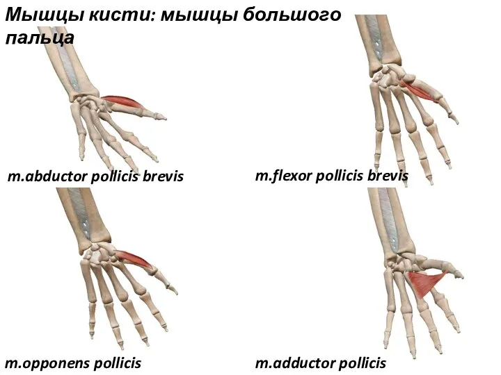 m.abductor pollicis brevis Мышцы кисти: мышцы большого пальца m.opponens pollicis m.flexor pollicis brevis m.adductor pollicis