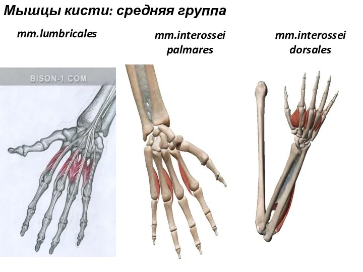 mm.lumbricales Мышцы кисти: средняя группа mm.interossei palmares mm.interossei dorsales