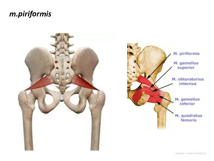 m.piriformis