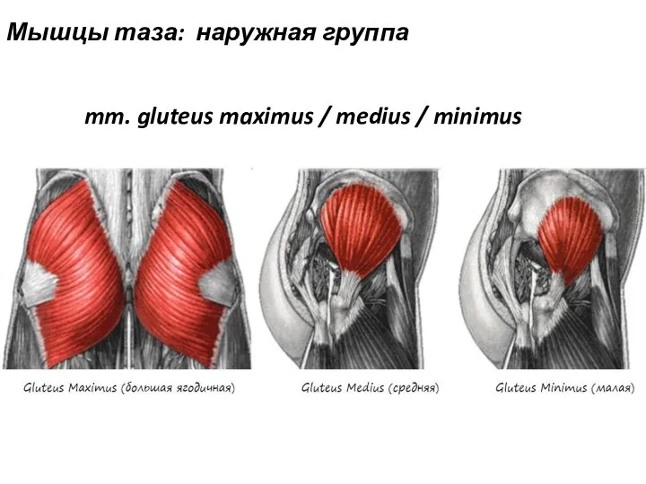 mm. gluteus maximus / medius / minimus Мышцы таза: наружная группа