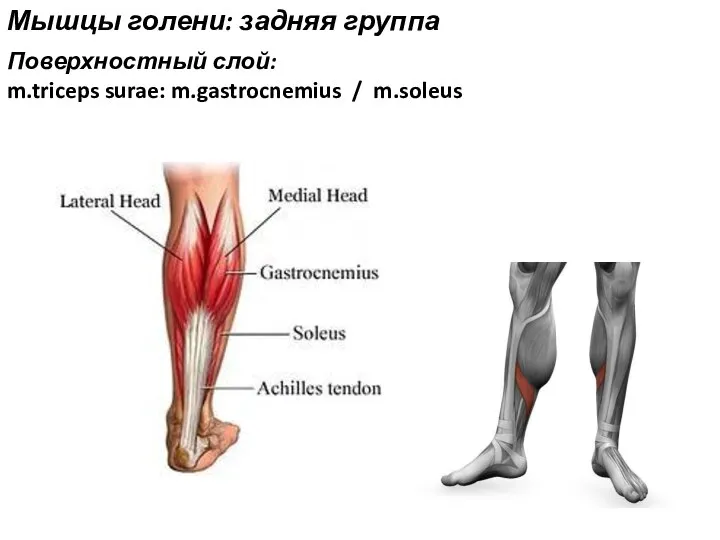 Мышцы голени: задняя группа Поверхностный слой: m.triceps surae: m.gastrocnemius / m.soleus
