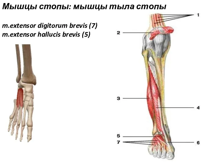 m.extensor digitorum brevis (7) m.extensor hallucis brevis (5) Мышцы стопы: мышцы тыла стопы