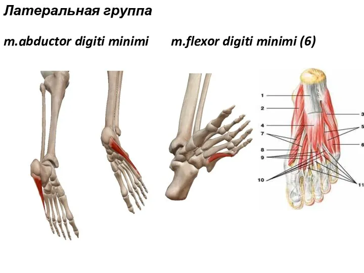 Латеральная группа m.abductor digiti minimi m.flexor digiti minimi (6)