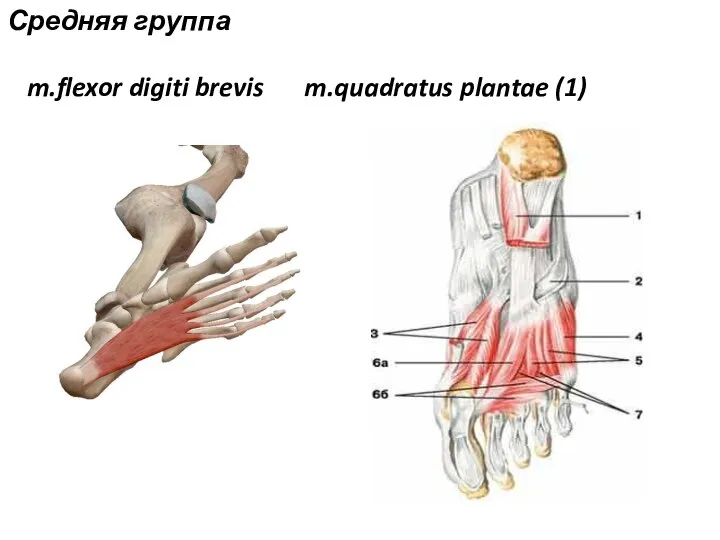 Средняя группа m.flexor digiti brevis m.quadratus plantae (1)