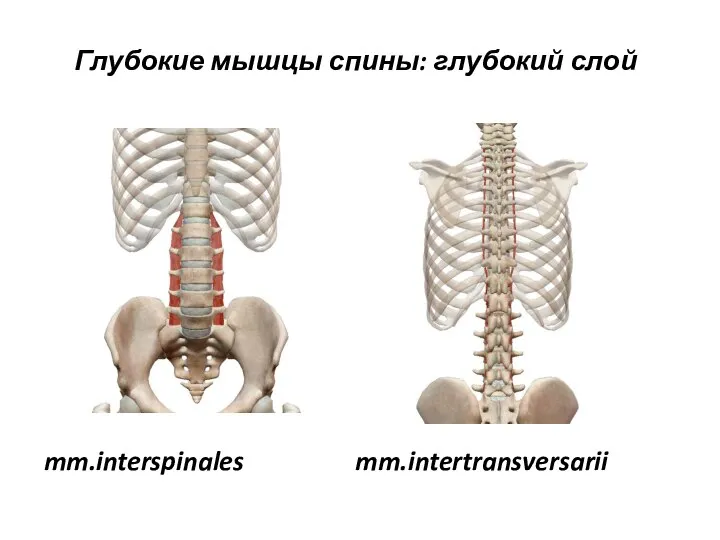 Глубокие мышцы спины: глубокий слой mm.interspinales mm.intertransversarii