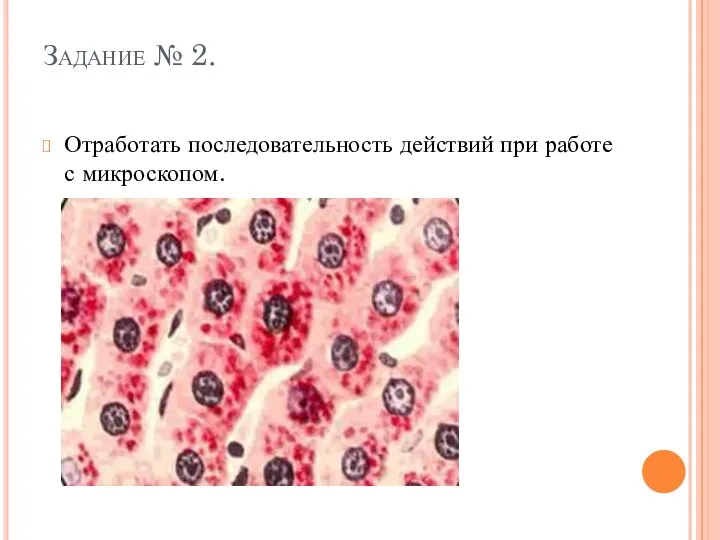 Задание № 2. Отработать последовательность действий при работе с микроскопом.