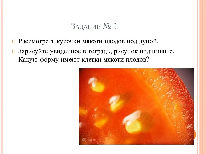 Задание № 1 Рассмотреть кусочки мякоти плодов под лупой. Зарисуйте увиденное в