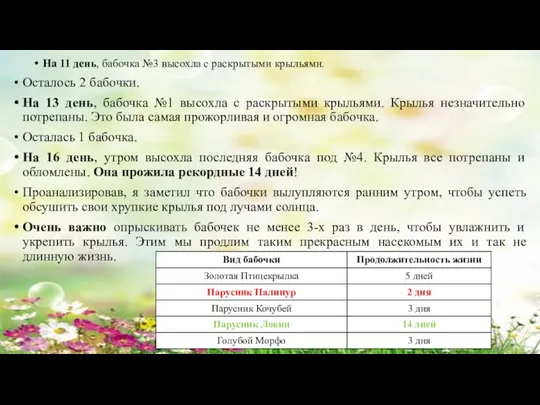 На 11 день, бабочка №3 высохла с раскрытыми крыльями. Осталось 2 бабочки.