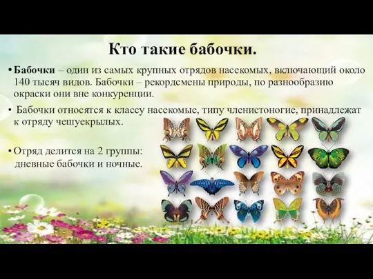 Кто такие бабочки. Бабочки – один из самых крупных отрядов насекомых, включающий