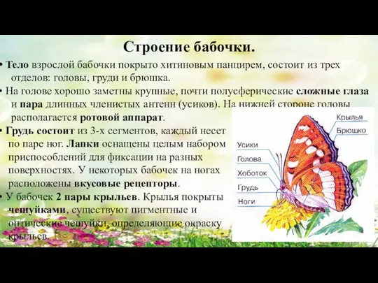 Строение бабочки. Тело взрослой бабочки покрыто хитиновым панцирем, состоит из трех отделов: