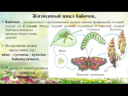 Жизненный цикл бабочек. Бабочки – это насекомые с так называемым полным циклом