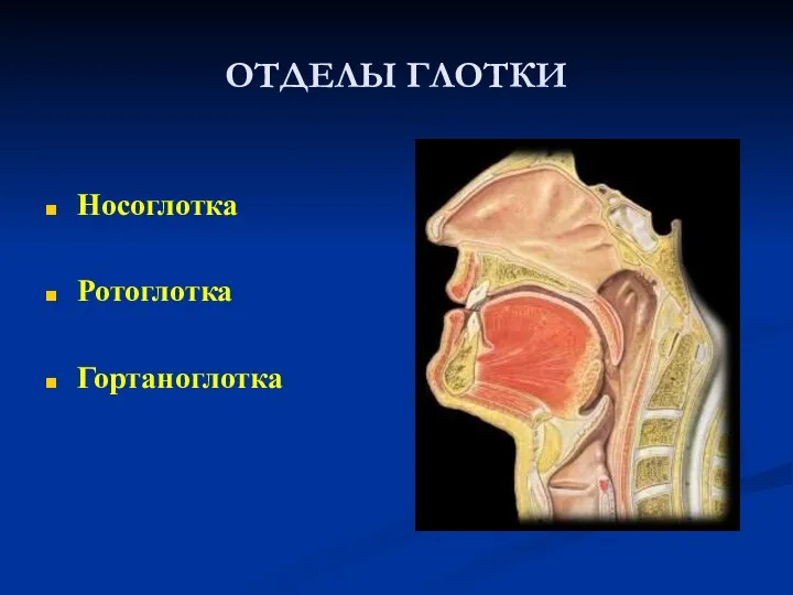 ОТДЕЛЫ ГЛОТКИ Носоглотка Ротоглотка Гортаноглотка