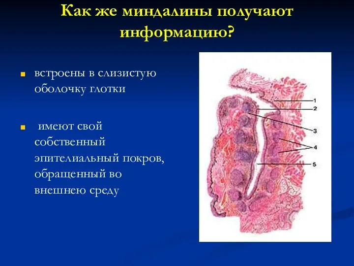 Как же миндалины получают информацию? встроены в слизистую оболочку глотки имеют свой