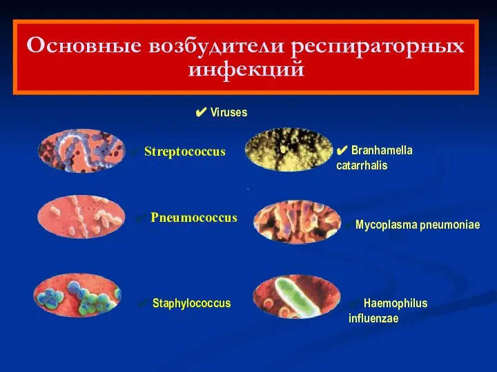 ✔ Streptococcus ✔ Pneumococcus ✔ Staphylococcus ✔ Branhamella catarrhalis ✔Mycoplasma pneumoniae ✔