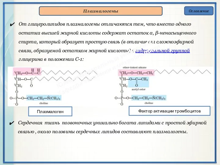 Оглавление Плазмалогены От глицеролипидов плазмалогены отличаются тем, что вместо одного остатка высшей
