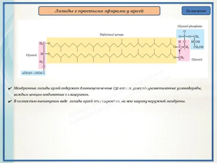 Оглавление Липиды с простыми эфирами у архей Мембранные липиды архей содержат длинноцепочечные