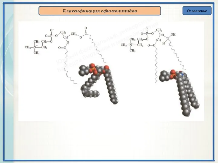 Оглавление Классификация сфинголипидов Южный федеральный университет Кафедра биохимии и микробиологии