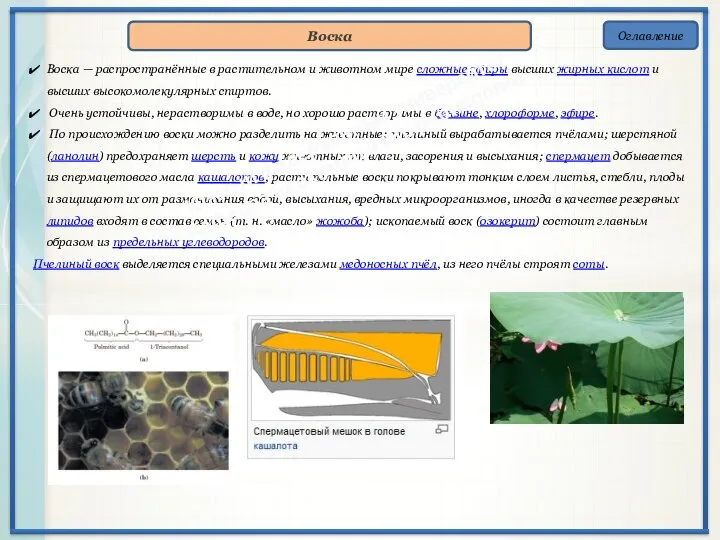 Оглавление Воска Воска — распространённые в растительном и животном мире сложные эфиры