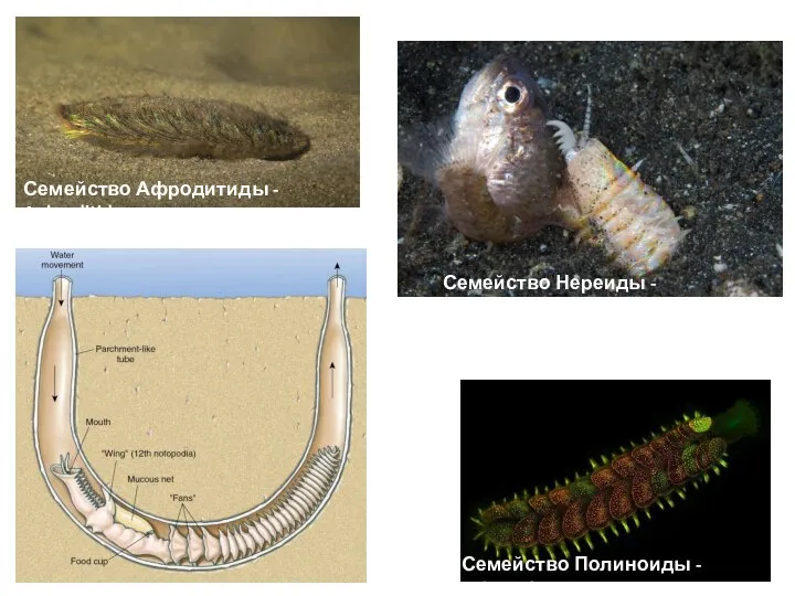 Семейство Афродитиды - Aphroditidae Семейство Полиноиды - Polynoidae Семейство Нереиды - Nereidae