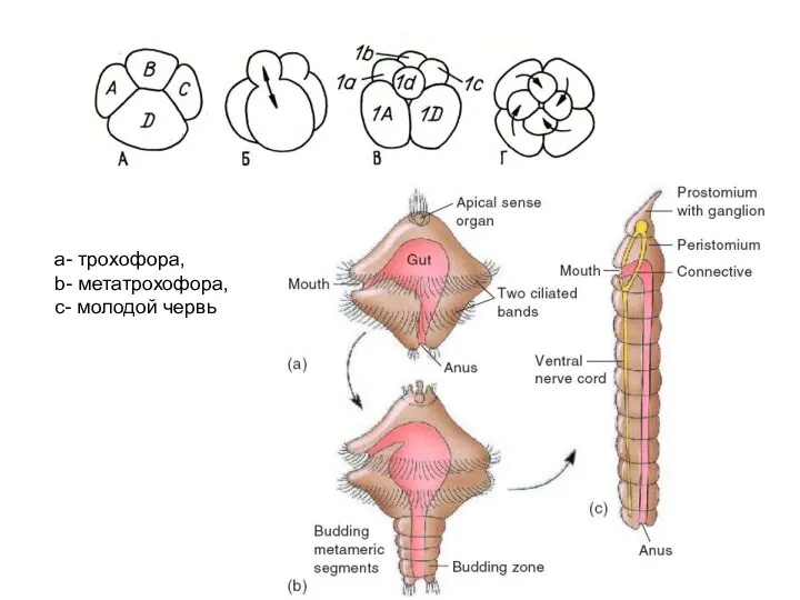 a- трохофора, b- метатрохофора, c- молодой червь