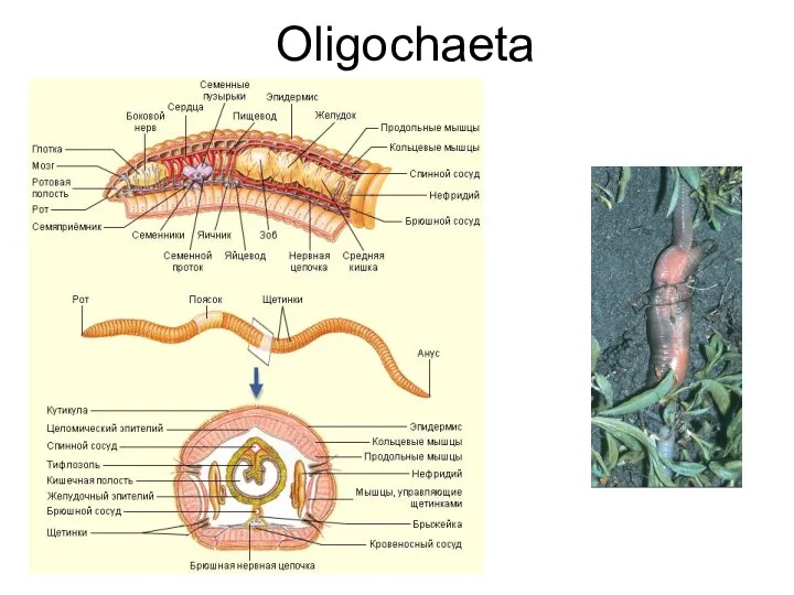 Oligochaeta