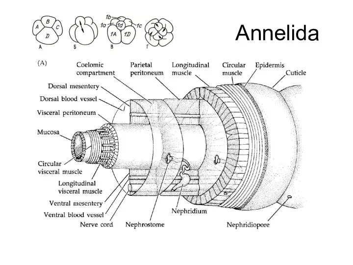 Annelida