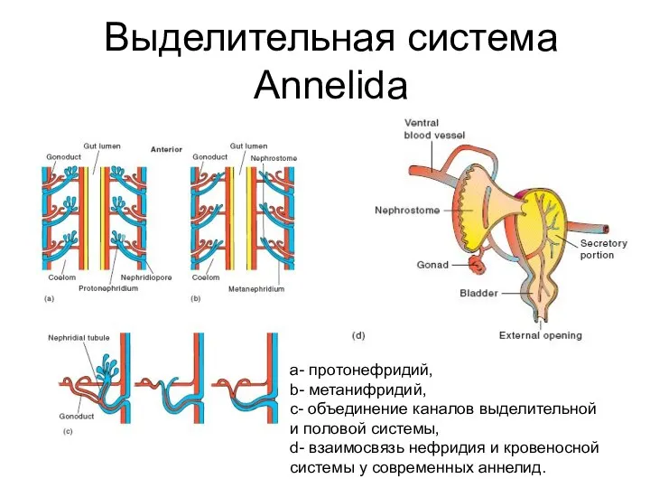 Выделительная система Annelida а- протонефридий, b- метанифридий, c- объединение каналов выделительной и