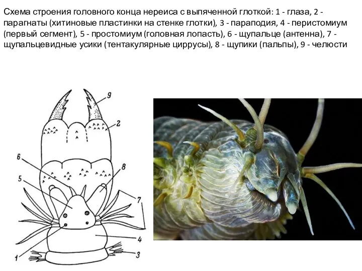 Схема строения головного конца нереиса с выпяченной глоткой: 1 - глаза, 2