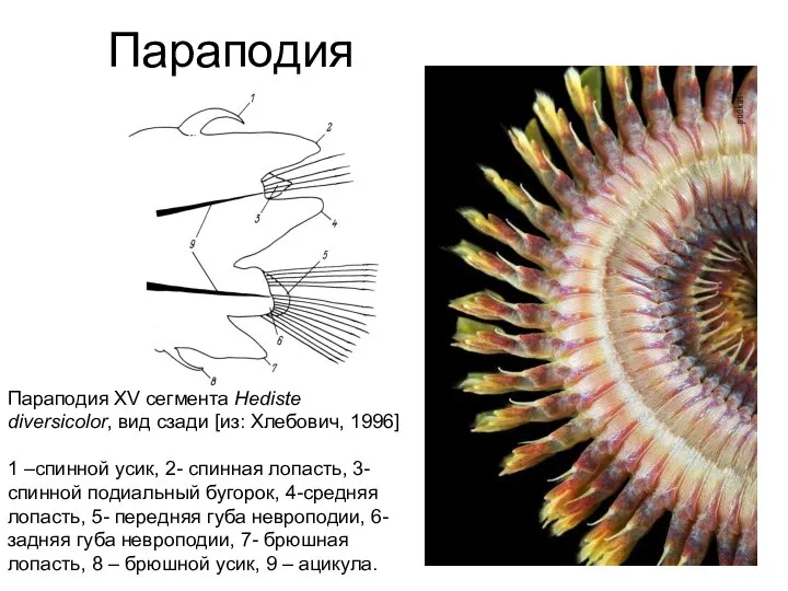 Параподия Параподия XV сегмента Hediste diversicolor, вид сзади [из: Хлебович, 1996] 1