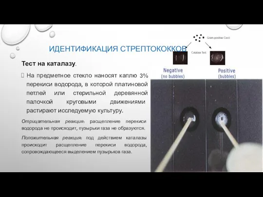 Тест на каталазу. На предметное стекло наносят каплю 3% перекиси водорода, в