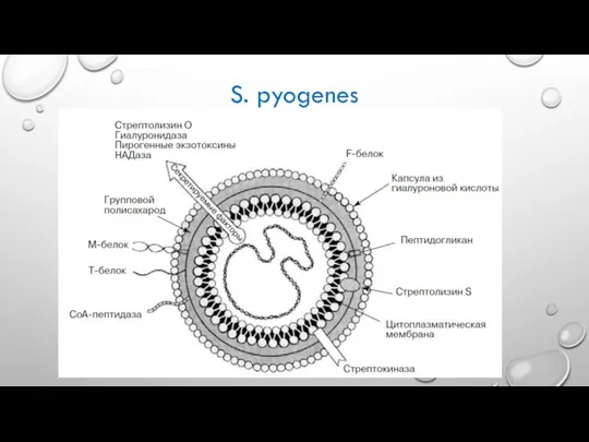 S. pyogenes