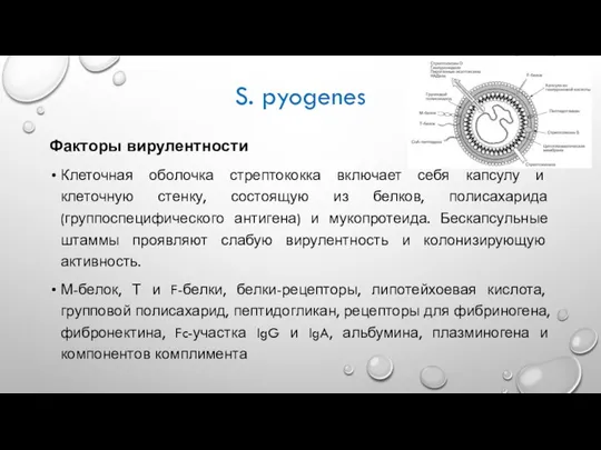 Факторы вирулентности Клеточная оболочка стрептококка включает себя капсулу и клеточную стенку, состоящую