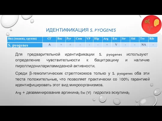 ИДЕНТИФИКАЦИЯ S. PYOGENES Для предварительной идентификации S. pyogenes используют определение чувствительности к