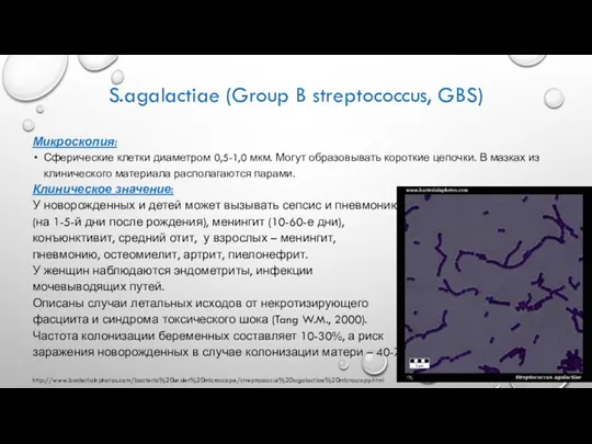 S.agalactiae (Group B streptococcus, GBS) Микроскопия: Сферические клетки диаметром 0,5-1,0 мкм. Могут