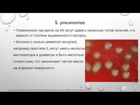 S. pneumoniae Пневмококки при росте на КА могут давать несколько типов колоний,