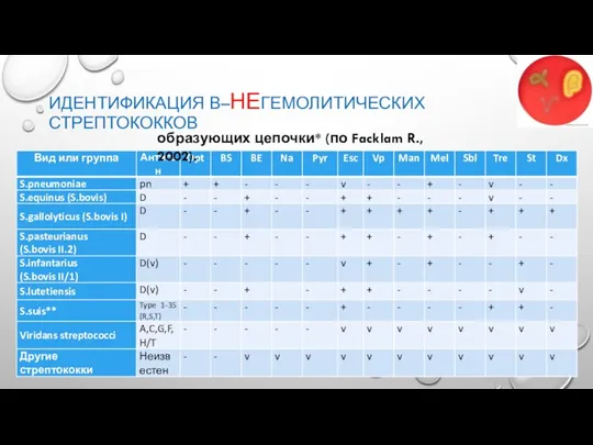 ИДЕНТИФИКАЦИЯ Β–НЕГЕМОЛИТИЧЕСКИХ СТРЕПТОКОККОВ образующих цепочки* (по Facklam R., 2002).