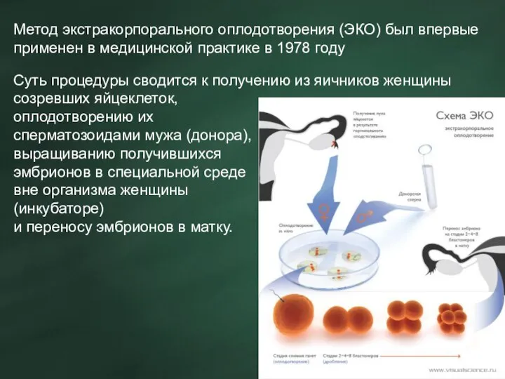 Метод экстракорпорального оплодотворения (ЭКО) был впервые применен в медицинской практике в 1978