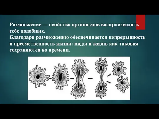 Размножение — свойство организмов воспроизводить себе подобных. Благодаря размножению обеспечивается непрерывность и