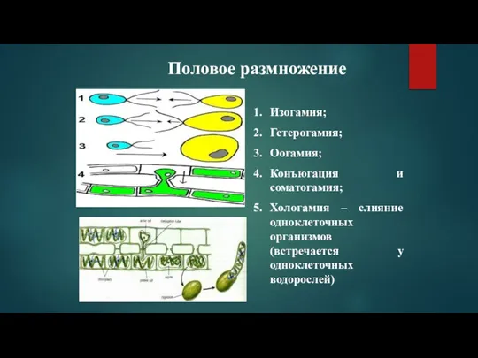 Половое размножение Изогамия; Гетерогамия; Оогамия; Конъюгация и соматогамия; Хологамия – слияние одноклеточных