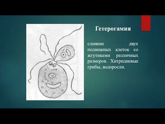 Гетерогамия слияние двух подвижных клеток со жгутиками различных размеров. Хитридиевые грибы, водоросли.