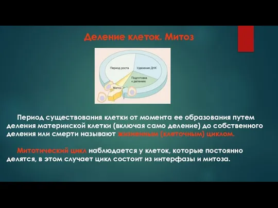 Деление клеток. Митоз Период существования клетки от момента ее образования путем деления