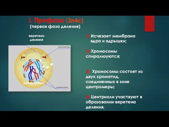 I. Профаза (2n4c) (первая фаза деления) 1) Исчезает мембрана ядра и ядрышки;