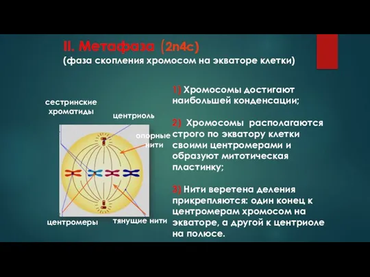 II. Метафаза (2n4c) (фаза скопления хромосом на экваторе клетки) сестринские хроматиды центриоль