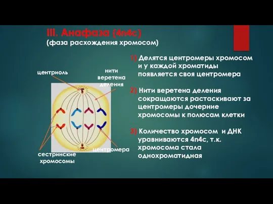 III. Анафаза (4n4c) (фаза расхождения хромосом) центромера сестринские хромосомы центриоль нити веретена