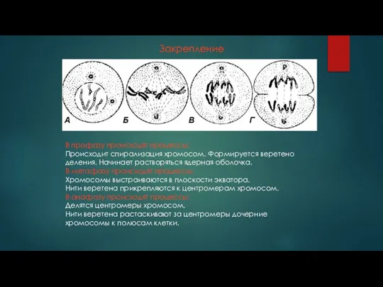 Закрепление В профазу происходят процессы: Происходит спирализация хромосом. Формируется веретено деления. Начинает